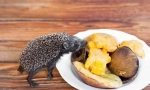 Nego hranjenje ježa kod kuće koji jede ježev